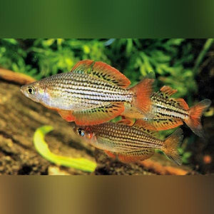 Rainbowfish Maccullochi