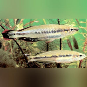 Rainbowfish Madagascar