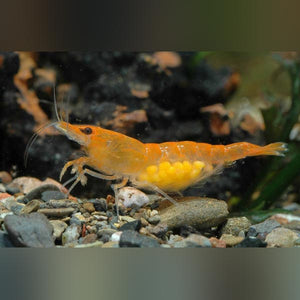 Shrimp Mandarine Orange