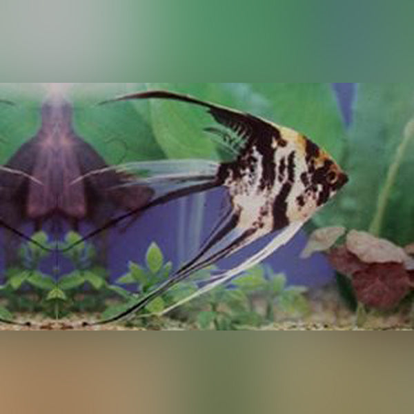 Angelfish Blue Veil