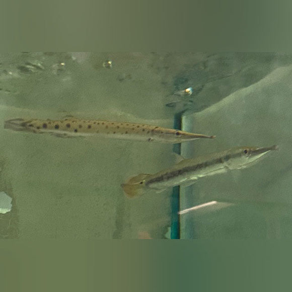 Marble Gar