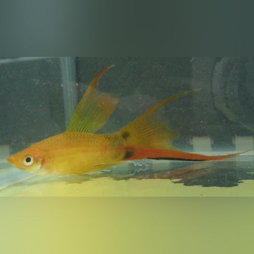 Swordtail Marigold