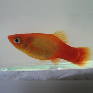 Platy Marigold