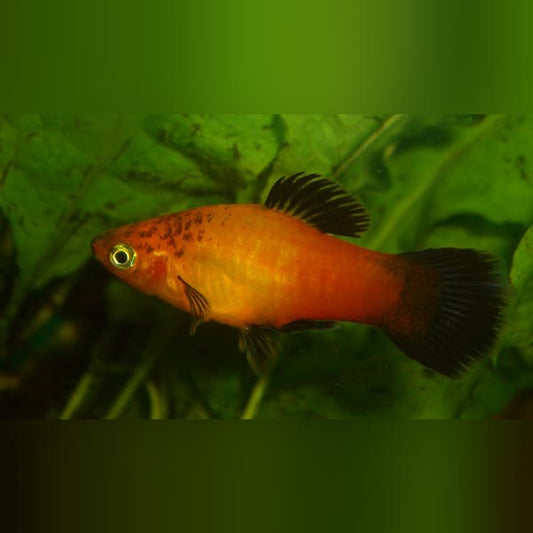 Platy Marigold Wag