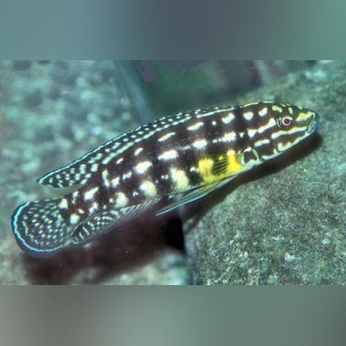 Cichlid Julidochromis Marlieri
