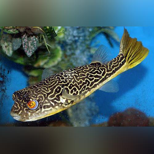 Puffer Mbu