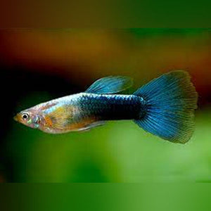 Guppy Metallic Blue - Pair