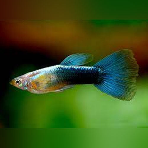 Guppy Metallic Blue - Pair