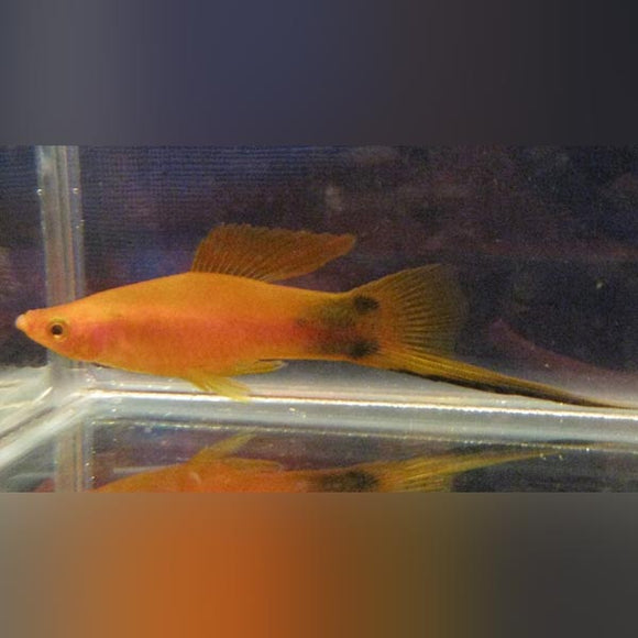 Swordtail Red Mickey Mouse