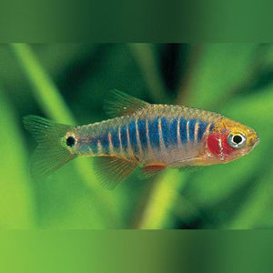 Rasbora Micro Tiger