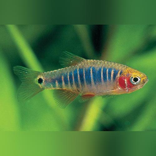 Rasbora Micro Tiger
