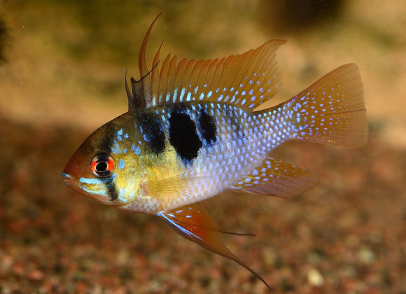 Ram Long Fin Blue