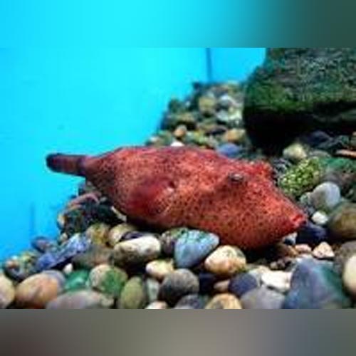 Puffer Miurus