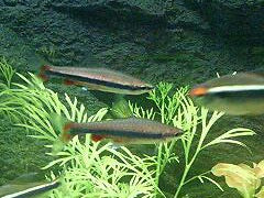 Pencilfish Red Beckford