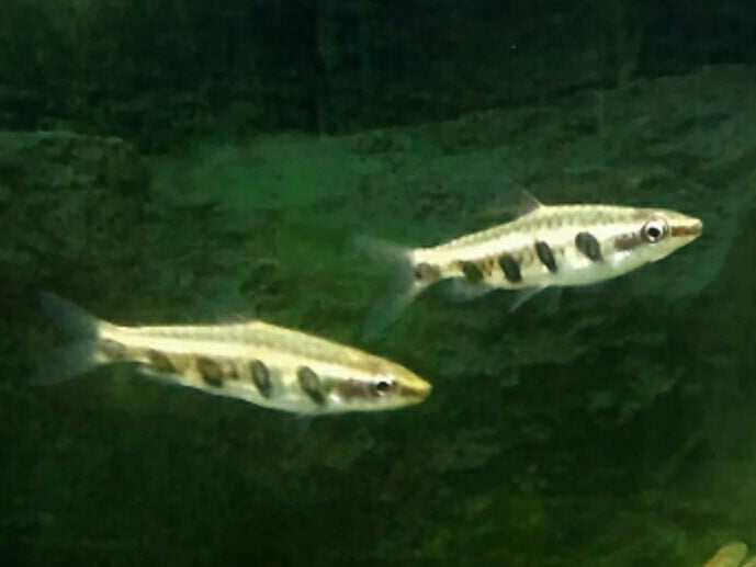 Pencilfish Espei