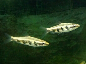 Pencilfish Espei