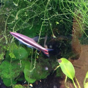 Pencilfish Zipper