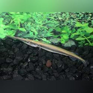 Gar Needle Nose