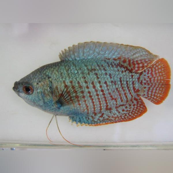 Gourami Neon Blue Dwarf