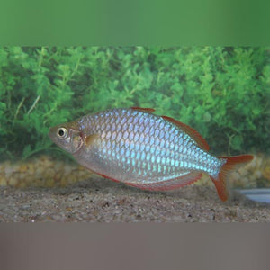Rainbowfish Neon Dwarf Praecox