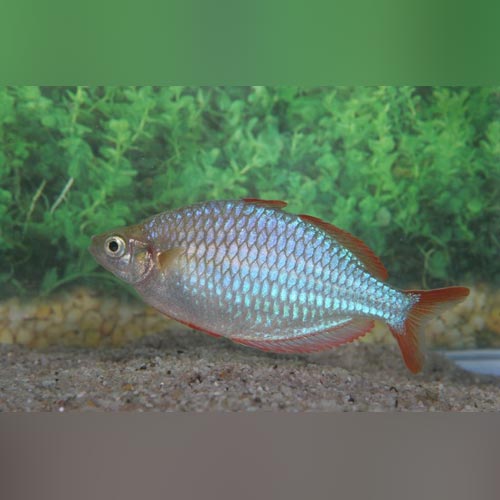 Rainbowfish Neon Dwarf Praecox