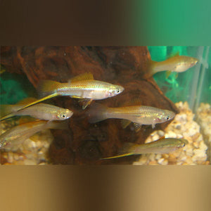 Swordtail Neon
