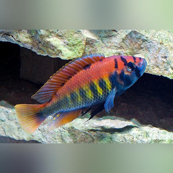 Cichlid Nyererei