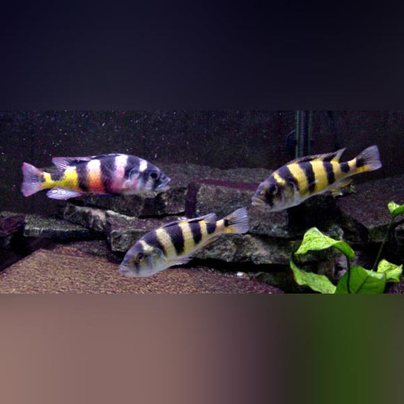 Cichlid Obliquidens Zebra