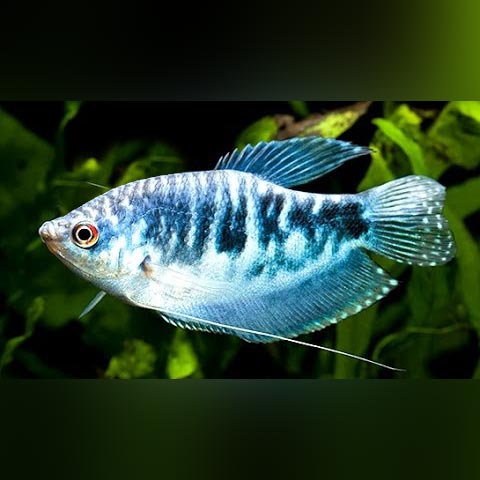 Gourami Opaline