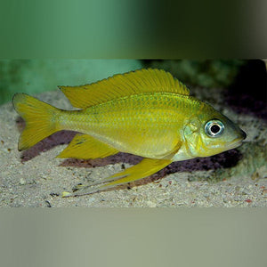 Cichlid Ophthalmotilapia