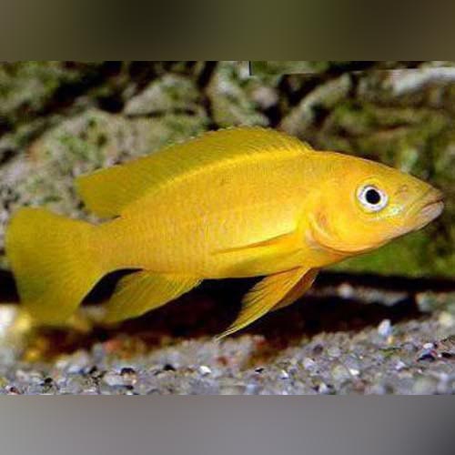 Cichlid Leleupi Orange