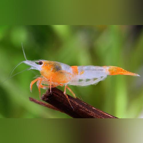 Shrimp Orange Rili