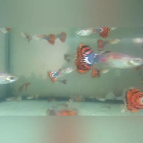 Guppy Orange Variegated - Pair