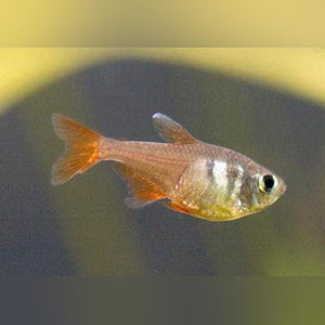 Tetra Orange Von Rio