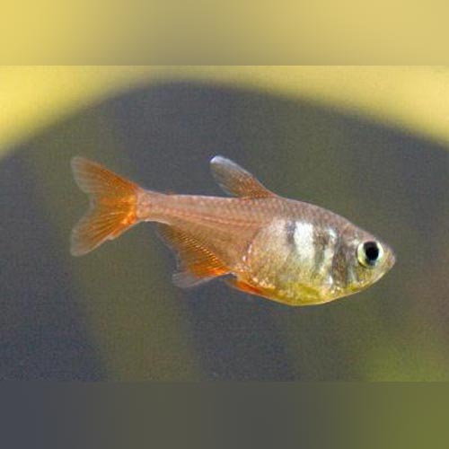 Tetra Orange Von Rio