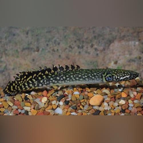 Bichir Ornate