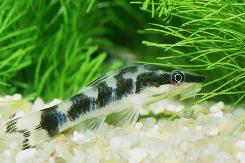 Otocinclus Zebra