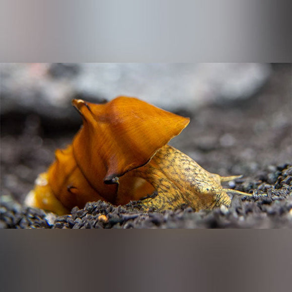 Snail Pagoda