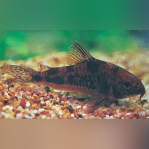 Cory Paleatus