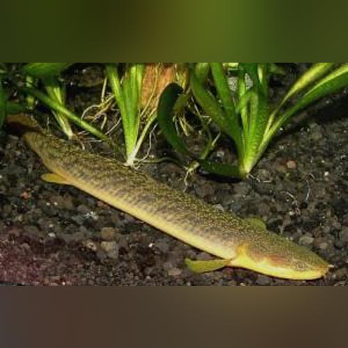 Bichir Palmas