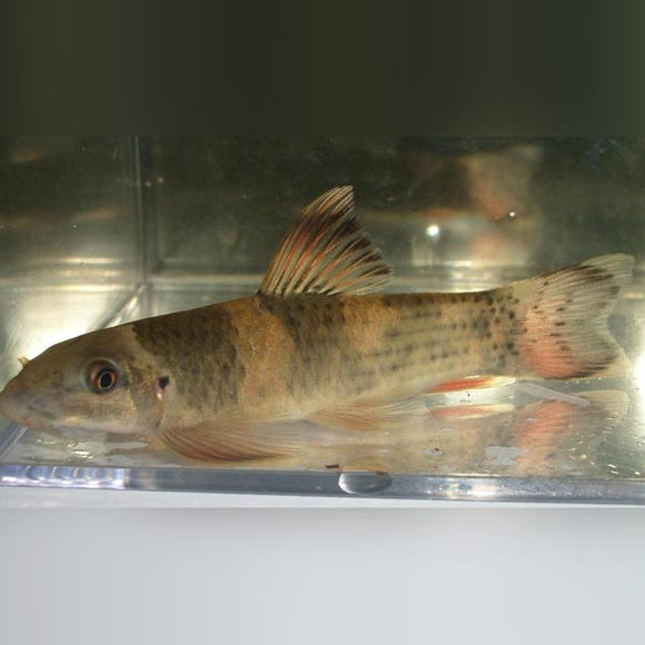 Goby Panda Garra