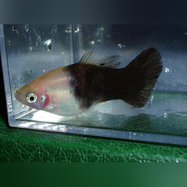 Platy Panda
