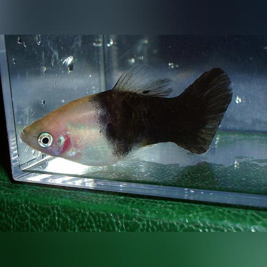 Platy Panda
