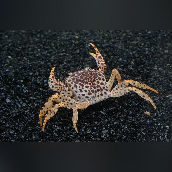 Crab Panther
