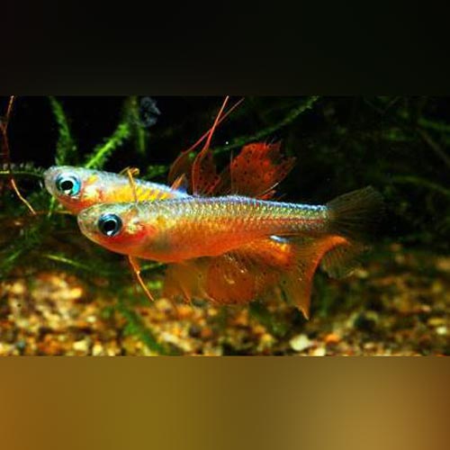 Rainbowfish Paskai