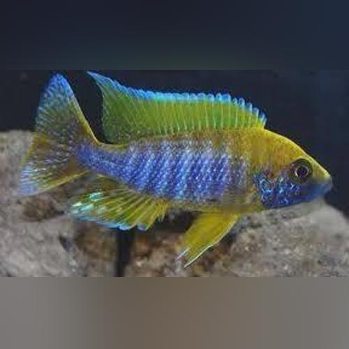 Cichlid Peacock Lemon Jake
