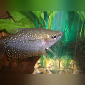 Gourami Pearl