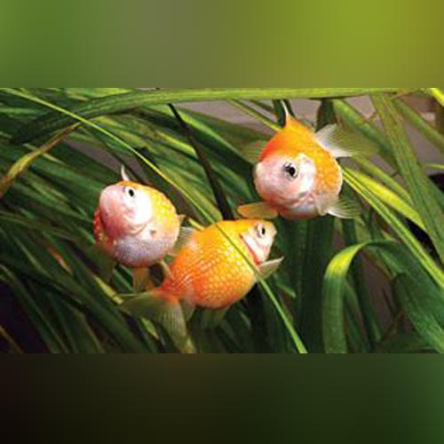 Goldfish Pearlscale
