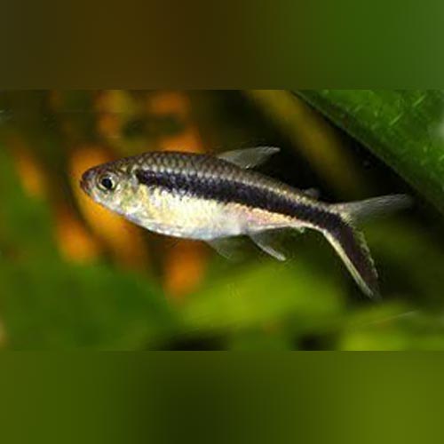 Tetra Penguin