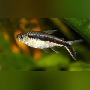 Tetra Penguin